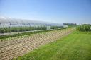 Agricultural Textiles Market Outlook: Forecasting Demand in Horticulture, Greenhouses, and Crop Production