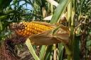 Corn Silage Market seeing regional competition rise due to expanding cattle farming operations