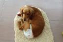Pet Diaper Market demand acceleration during travel, outdoor activities, and indoor hygiene management