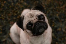 French Bulldog Health Issues Guide