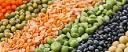 Pulse Ingredients Market Evolving Through Advancements in Texture Improvement and Taste Masking