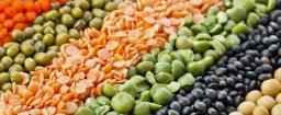 Pulse Ingredients Market Evolving Through Advancements in Texture Improvement and Taste Masking