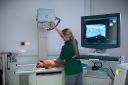 Veterinary MRI Systems Market Sees Increased Usage in Advanced Neurological Diagnostic Procedures