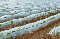 Agricultural Films Market Outlook Signals Strong Growth Through Sustainability, Innovation, and Regional Expansion