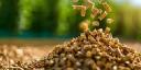 Feed Enzymes Market trends point to growth in non-starch polysaccharide degrading enzymes