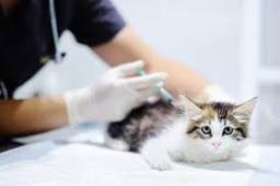 Veterinary Vaccines Market Domestic Production 