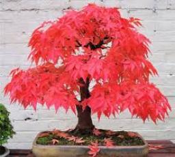 Bonsai Market customer demographics and behavioral patterns influencing design and product packaging