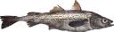 Wild Pollock Market Regional Outlook