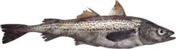 Wild Pollock Market Regional Outlook