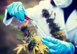 Cannabis Analyser Market Future Outlook Emphasizing Growth, Innovation, and Global Industry Expansion