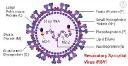 Respiratory Syncytial Virus (RSV) Diagnostics Market Growth Fueled by Advanced Molecular Testing Technologies