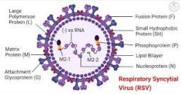 Respiratory Syncytial Virus (RSV) Diagnostics Market Growth Fueled by Advanced Molecular Testing Technologies