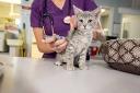 Veterinary Vaccines Market Anticipating Growth With Rising Focus on Aquaculture and Fish Health Management