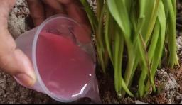 Liquid Fertilizers Market Shifts Reflecting Emerging Trends, Adoption Patterns, and Global Agricultural Changes