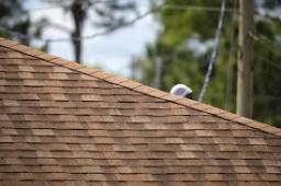 Asphalt Shingles Market experiencing significant growth driven by urbanization, sustainability, and advanced roofing technologies