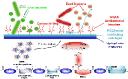 Antimicrobial Polymer Films Market Shifts Indicating Changing Trends, Consumer Preferences, and Technological Advances