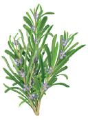 Rosemary Extract Market Demand Rising Due to Mental Wellness and Stress Management Trends