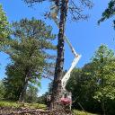 Expert Mississippi Tree Removal Service for Safe and Healthy Landscapes