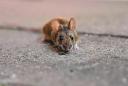 The Hidden Damage Pests Can Cause Before You Even Notice Them
