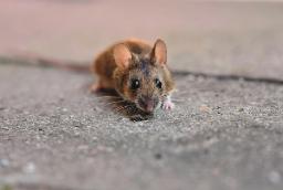 The Hidden Damage Pests Can Cause Before You Even Notice Them