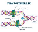 DNA Polymerase Market: Advancing Molecular Biology and Genetic Research
