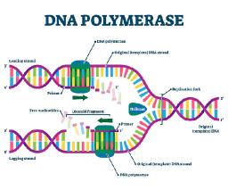 DNA Polymerase Market: Advancing Molecular Biology and Genetic Research