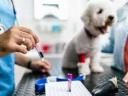 Companion Animal Diagnostics Market: Advancing Veterinary Care Through Innovative Testing