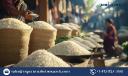 Rice Market: Insights and Growth Forecast