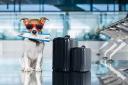Global Pet Travel Services Market Report: Trends, Opportunities, and Forecast 2025&ndash;2031