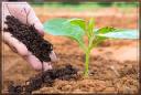 Global Soil Amendment and Conditioner Market Report: Trends, Opportunities, and Forecast 2025&ndash;2031