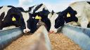 Cattle Feed Market Future Outlook: Emphasis on Eco-Friendly and Resource-Efficient Feed Solutions