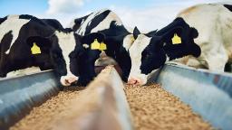 Cattle Feed Market Future Outlook: Emphasis on Eco-Friendly and Resource-Efficient Feed Solutions