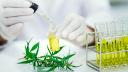 Botanical Extracts Market Industry Insights: Role of Biotechnology in Enhancing Extraction Efficiency