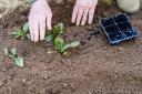 Blood Meal Fertilizers Market strategic forecast for stakeholders and agribusiness investors