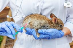  Companion Animals Drug Market Summary of Trends, Growth, and Future Potential