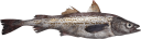 Government Certifications and Eco-Labels Enhance Credibility and Growth of Wild Pollock Market