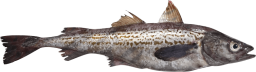 Government Certifications and Eco-Labels Enhance Credibility and Growth of Wild Pollock Market