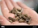 Insect-based Fertilizer Market maturing amid rising biological crop input demand