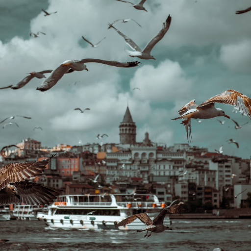 @mert-sermet