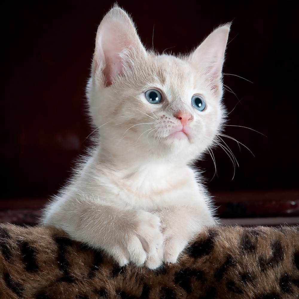 Prinsesse1